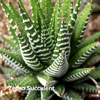 Eco-Friendly Mini Desk Plants with Laser-Etched "Not Today Succa" Pots – Zebra Succulents, Jade Plants, Star Cactus