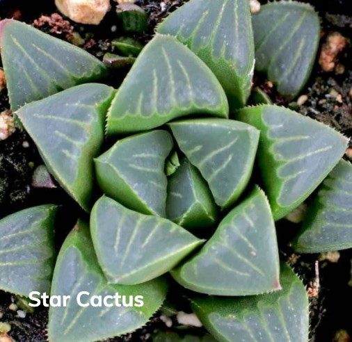 Eco-Friendly Mini Desk Plants with Laser-Etched "Not Today Succa" Pots – Zebra Succulents, Jade Plants, Star Cactus
